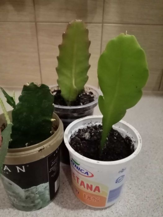 Królowa jednej nocy w kolorze ekri.,CZERWONYM lub różowym .