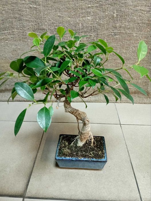 Кімнатні рослини,квіти.Бонсай.Послуги: Пересадка Догляд