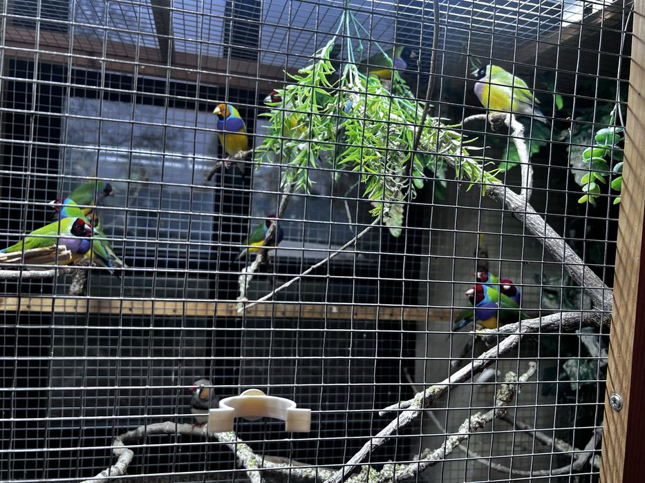 Ptaki ozdobne Amadunki