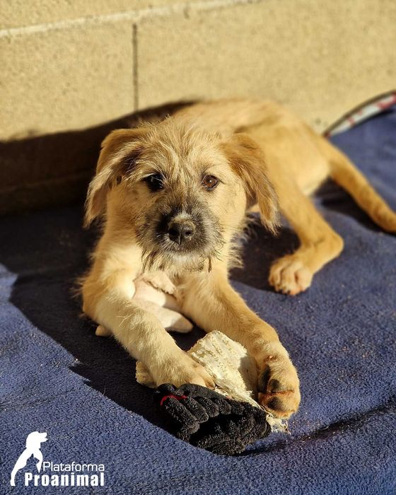 TUFINHA - Cadelinha bebe para adoção!