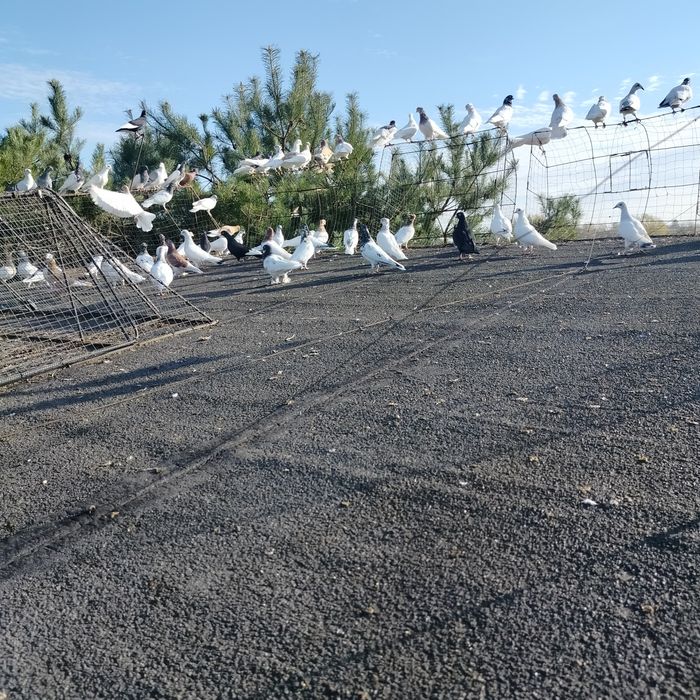 Sprzedam budapeszty  bujane