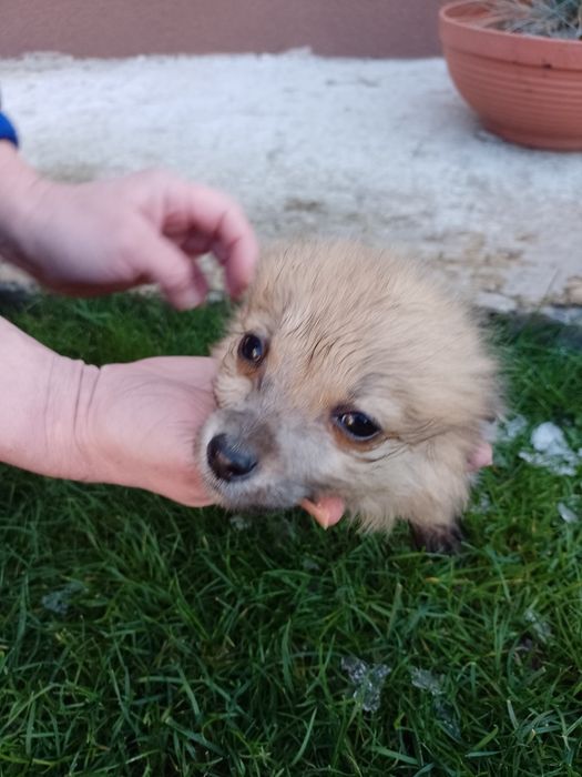 Віддам у добрі руки, 3 дівчинки, безплатно