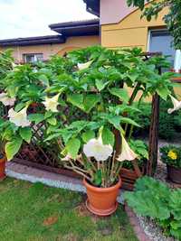 Datura Bieluń sadzonki biała, żółta, różowa