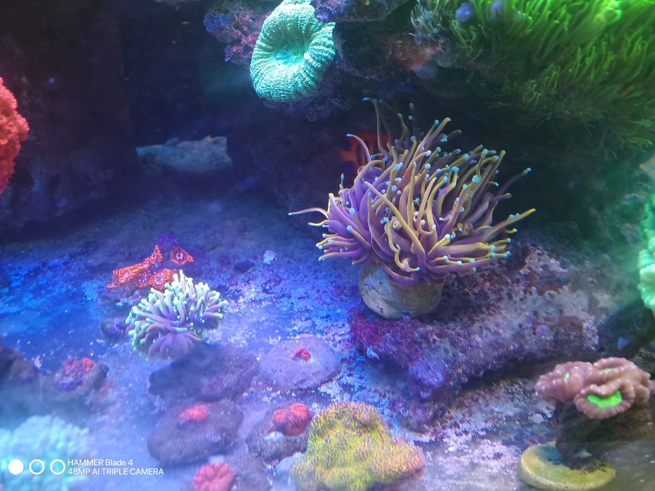 Korale euphyllia akwarium morskie