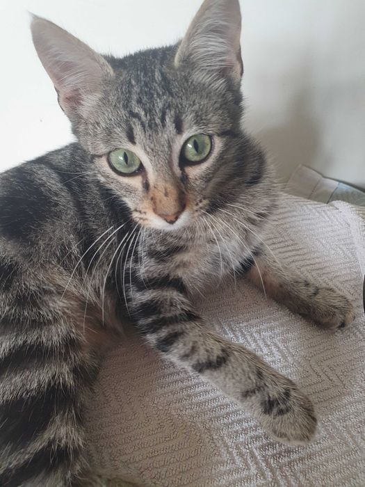 Oferece-se gatinho de 4-5 meses