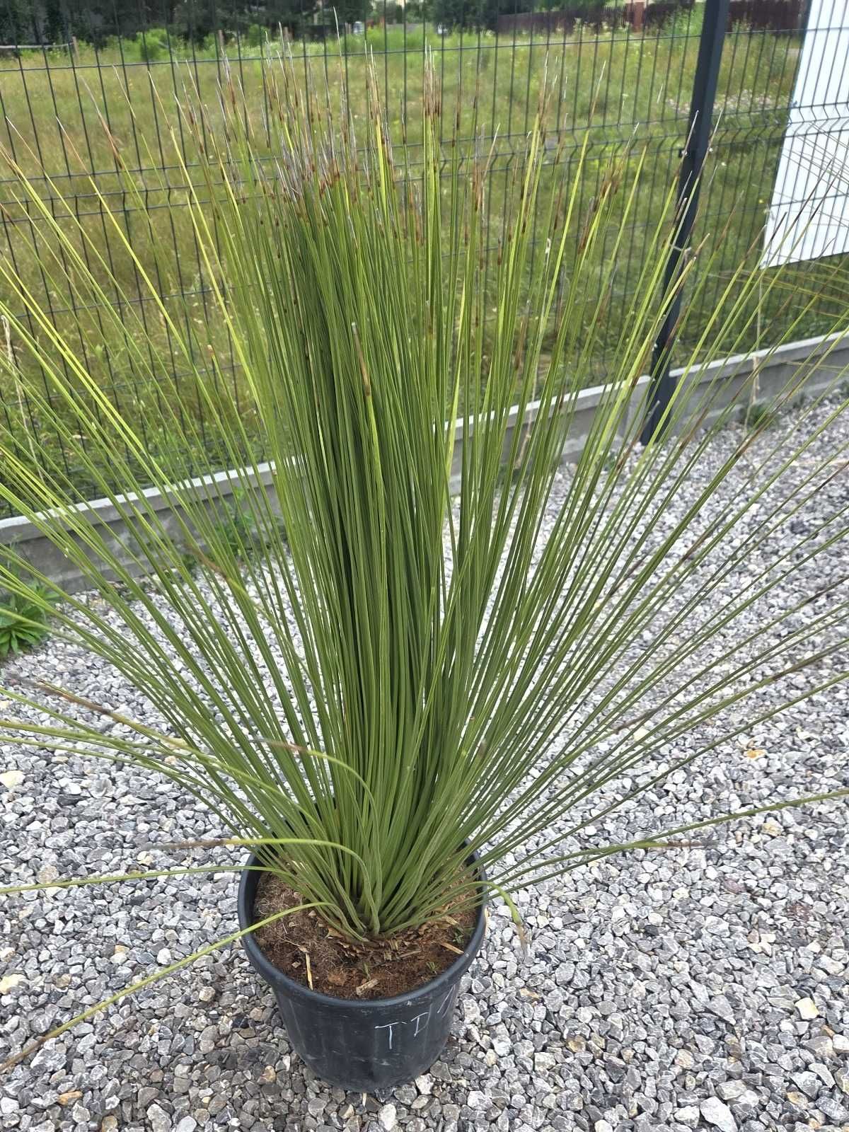 Dasylirion longissimum – Trawa drzewiasta