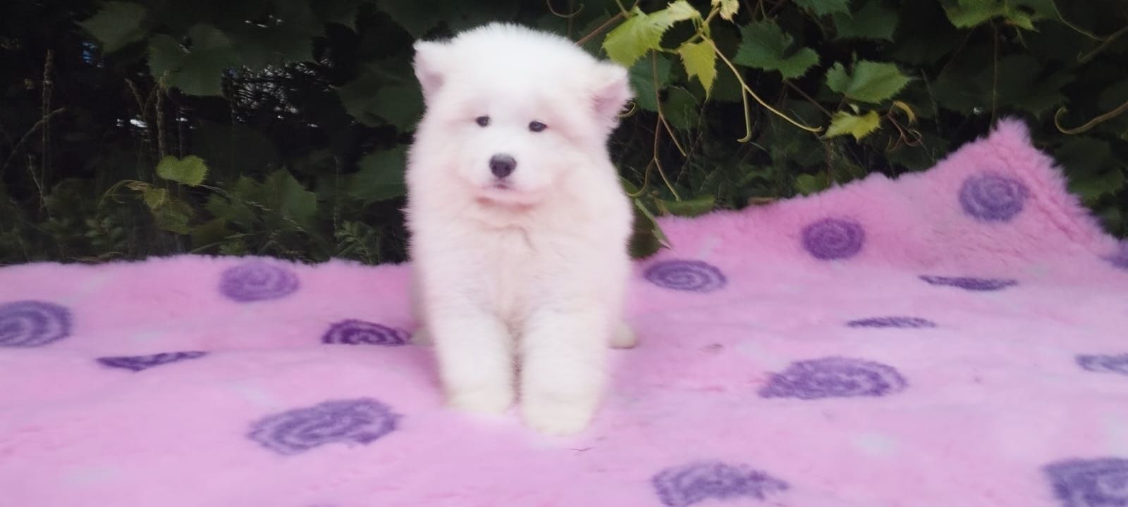 Samoyed Fci samojed FCI Chłopiec