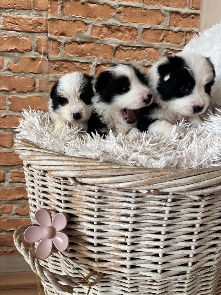 Border collie chłopiec  z rodowodem
