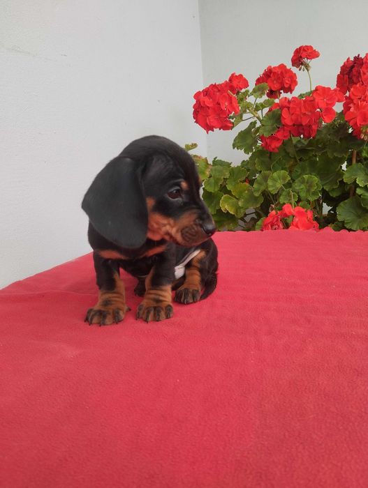 Jamnik krótkowłosy