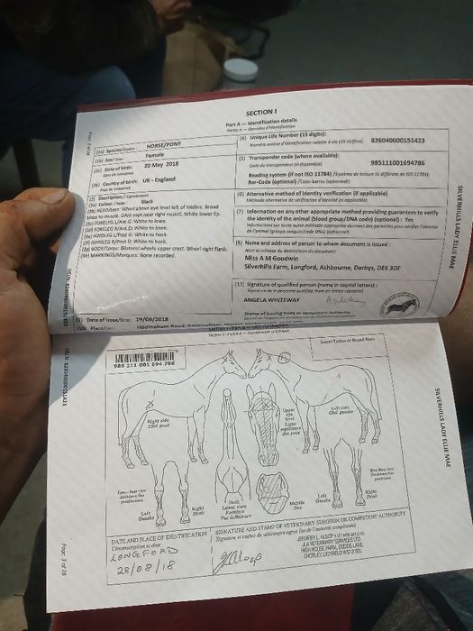 Klacz Shire źrebna Siodło Rekreacja