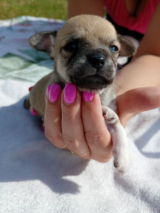 Śliczny piesek chihuahua