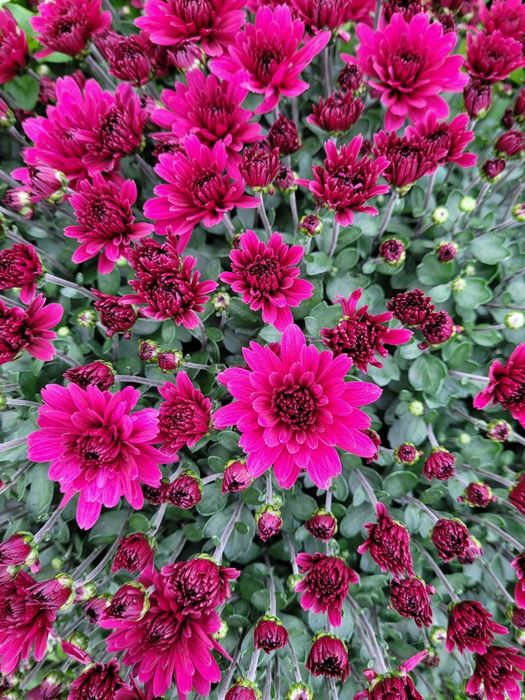 Хризантема мультифлора