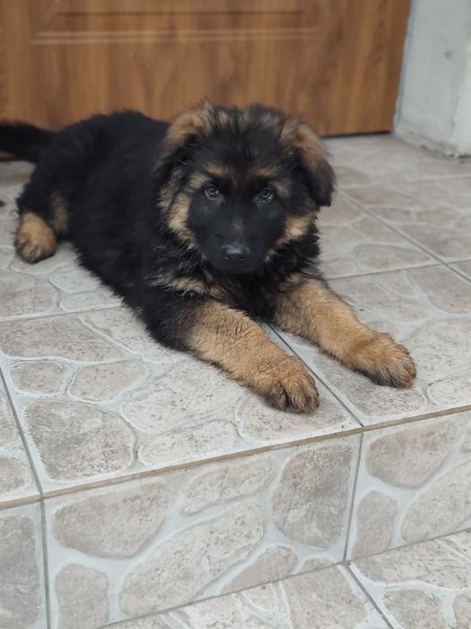 Owczarek niemiecki długowłosy piesek