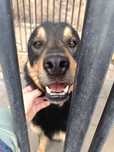 Neon do adopcji- wykastrowany