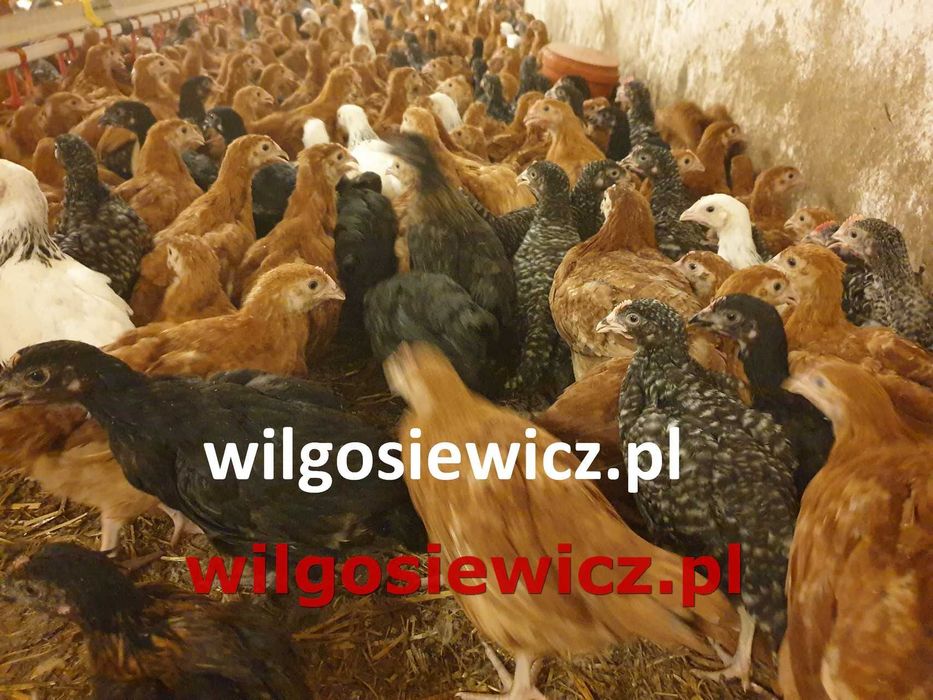 Kurki Rosa młoda na jajko dowóz Gratis