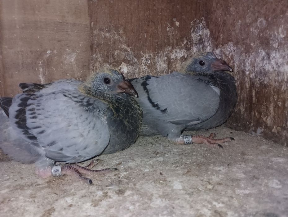 Pombos correios para venda de vários anos e varios  preços