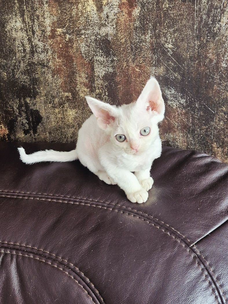 Koteczka Devon Rex