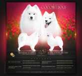 Samoyed, miot wrzesień 2025 r.