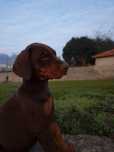 Dobermann descendente de campeões do mundo