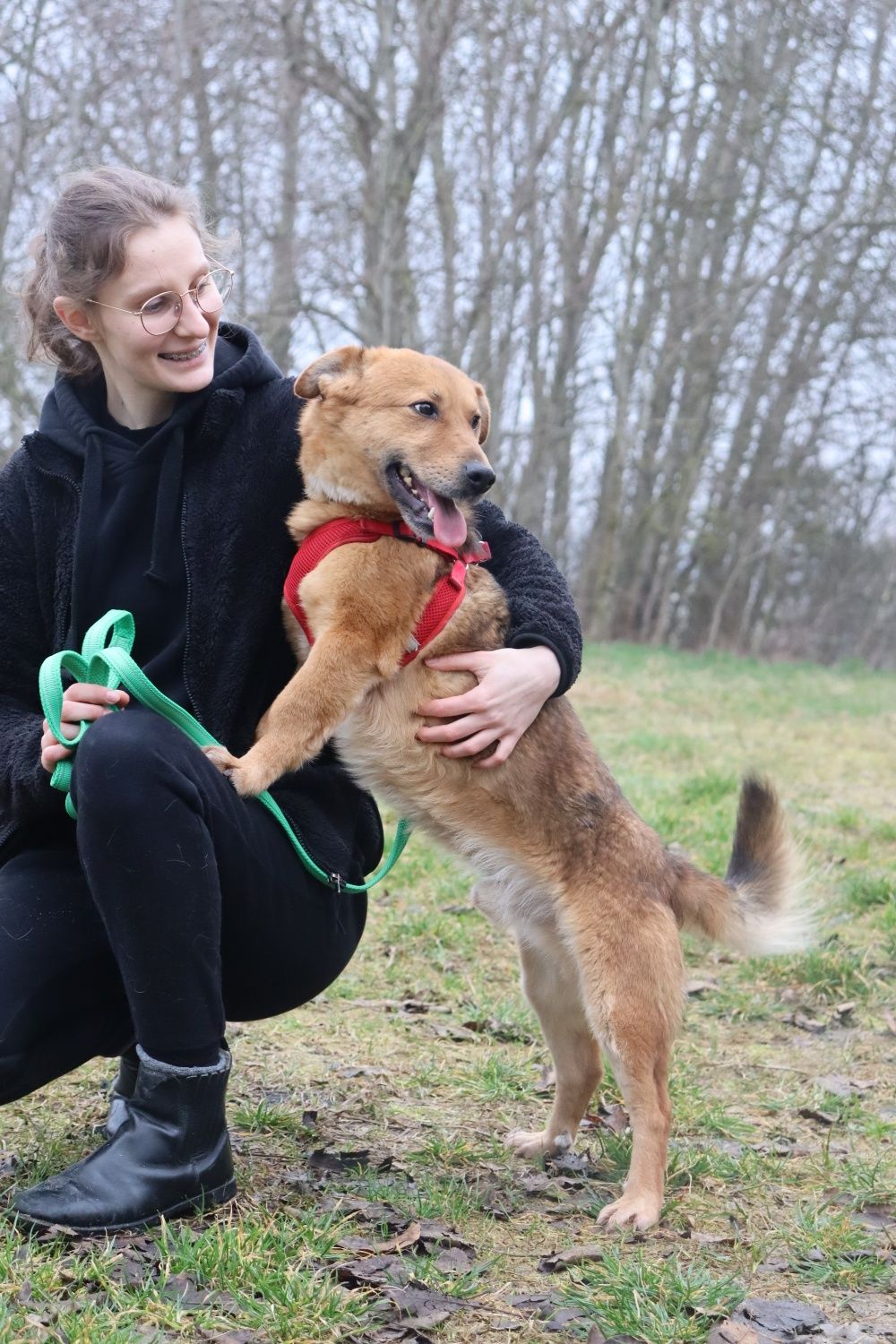 Zenuś 3 letni piesek 12 kg prosi o dom