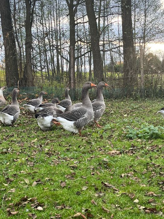 Sprzedam gęsi landes