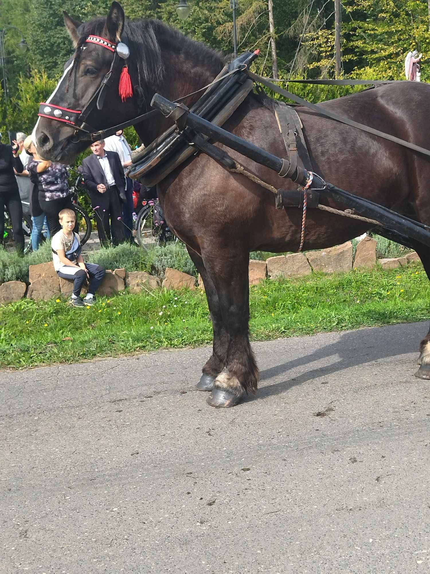 Sprzedam klacz zimnokrwistą