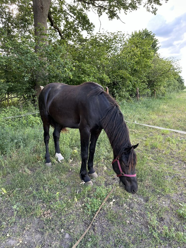 Wałach pół fryz fryzyjski 2 lat Rudolf