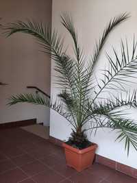 Palma Daktylowiec kanaryjski 180 cm