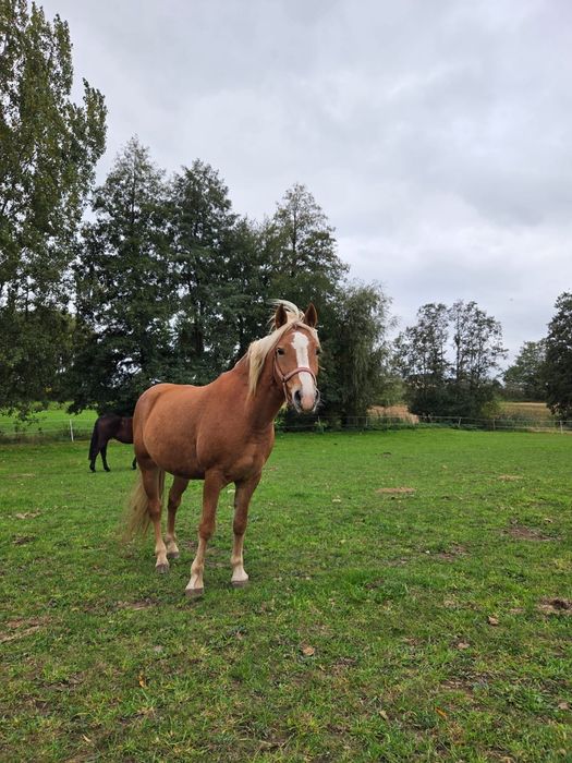 Sprzedam klacz, kuc w typie haflingera