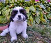 Piesek  shih-tzu