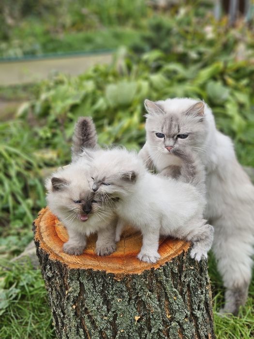Котята невской маскарадной.