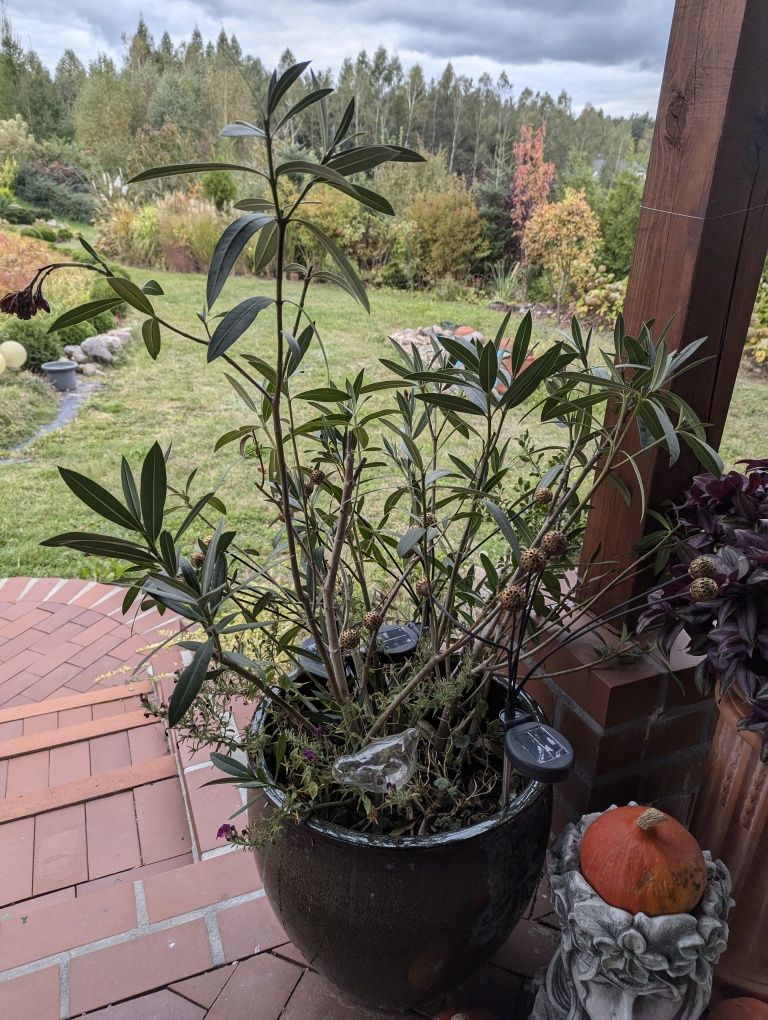 Oleander różowy pełny 1m wysokości