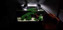 Anubias Petite nie Nana Petite Metro Racławicka