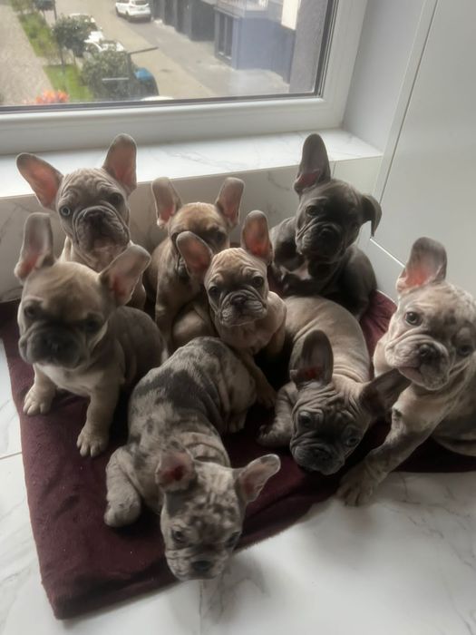 Французький бульдог міні