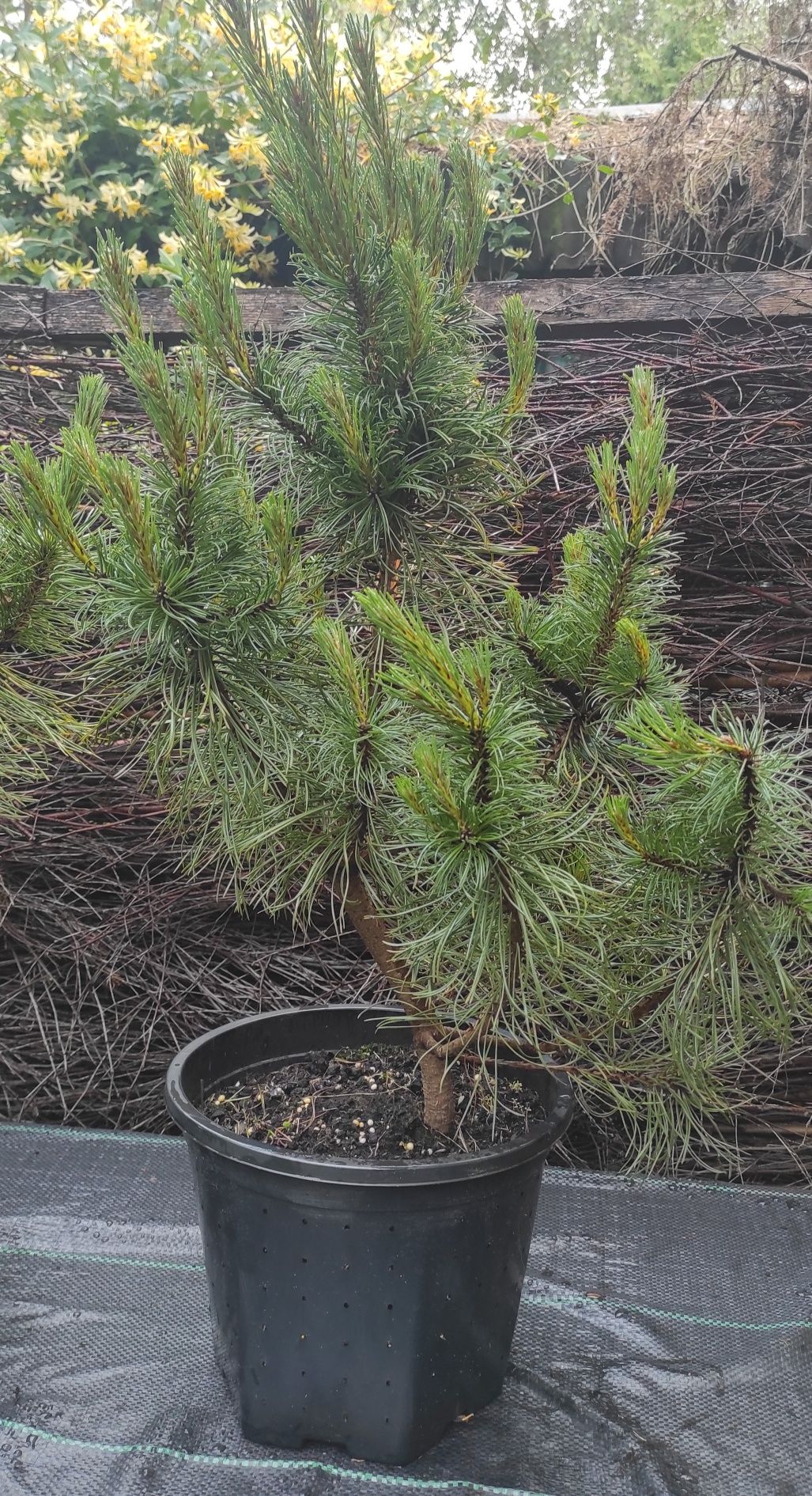 Sosna czarna Pinus Nigra ozdobna 70-80cm