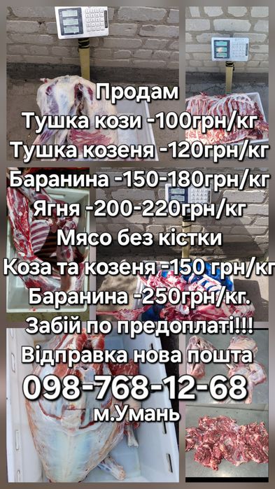 Продам тушку молодої баранини та козлятини,козеня