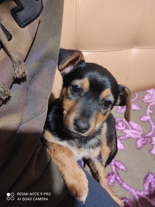 Цуценя дівчинка в добрі руки.