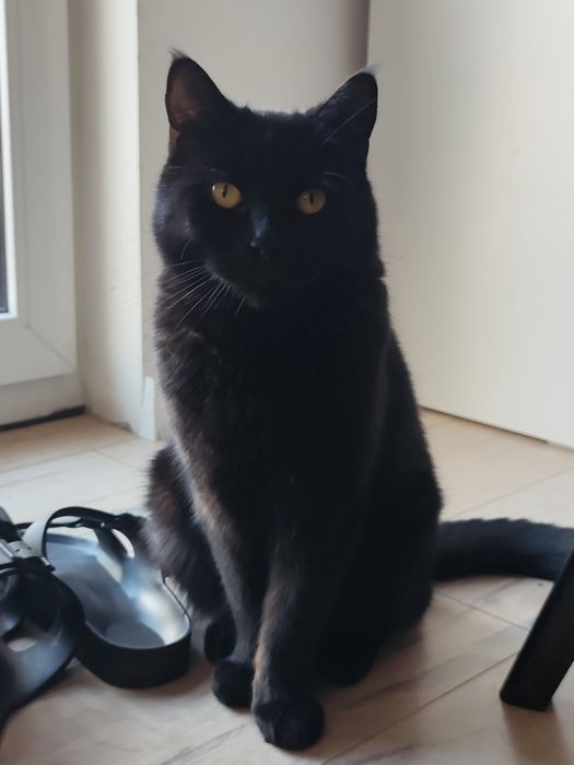 PILNE!!! Oddam koty w dobre rece PILNE!!!