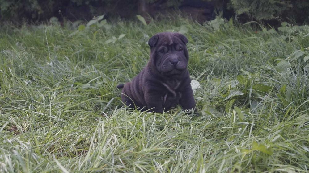 Enzo ,cudny szczeniak Shar Pei z rodowodem