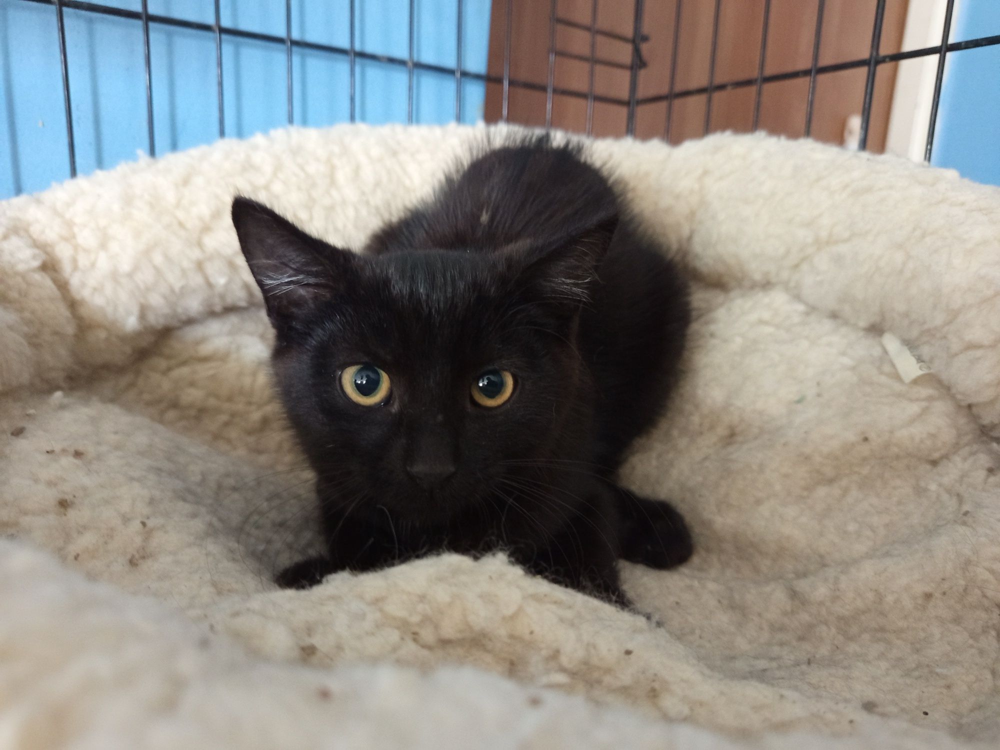 Simba do adopcji