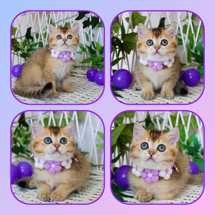 Золоті британські кошенята