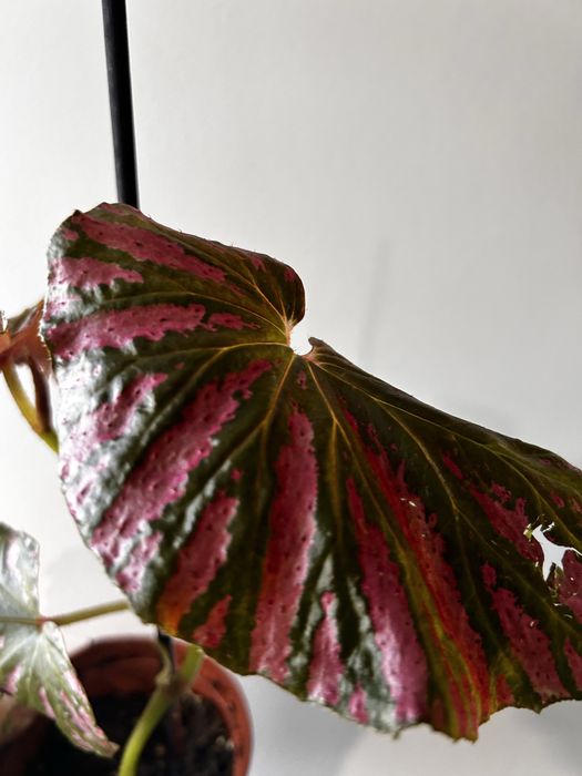 Begonia Brevirimosa