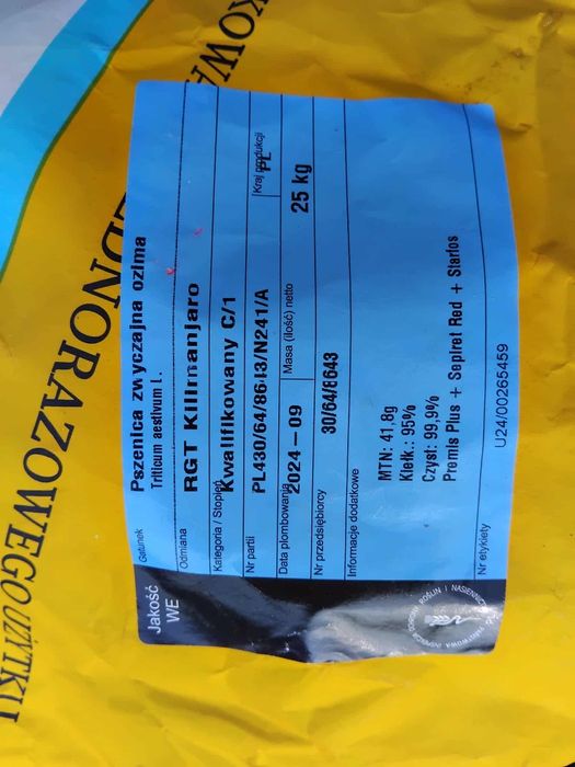 Pszenica, odmiana PATRAS, KILIRNANJARO