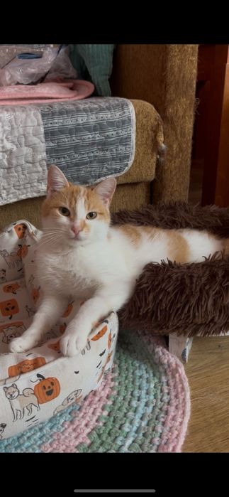 Roczna kotka szuka domu niewychodzącego