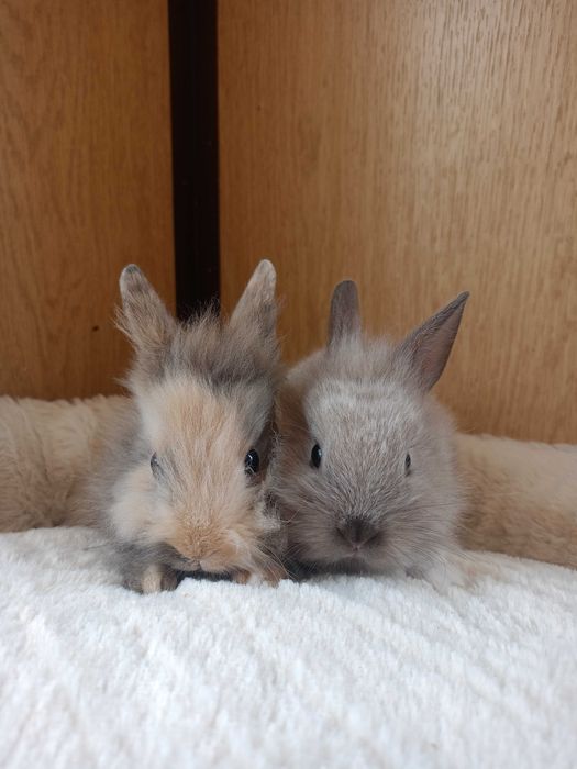 Królik karzełek, mini lop, miniaturka