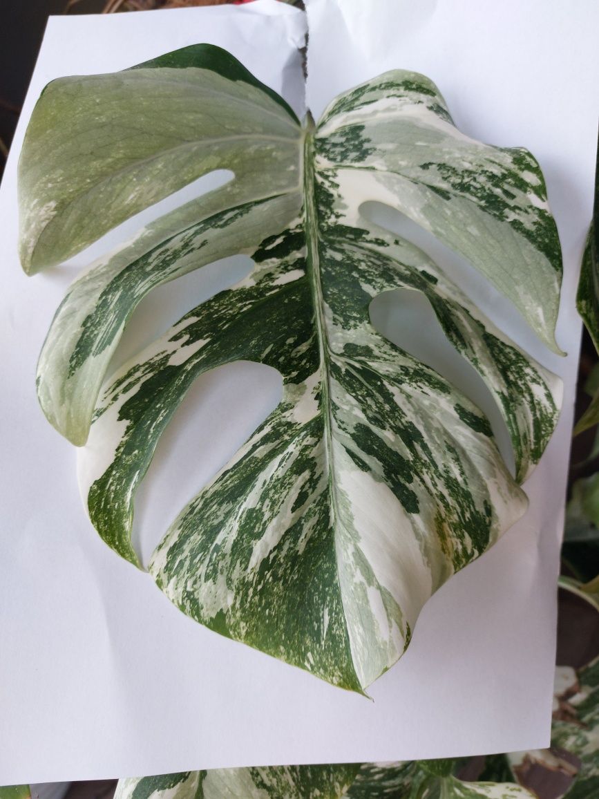 Monstera variegata