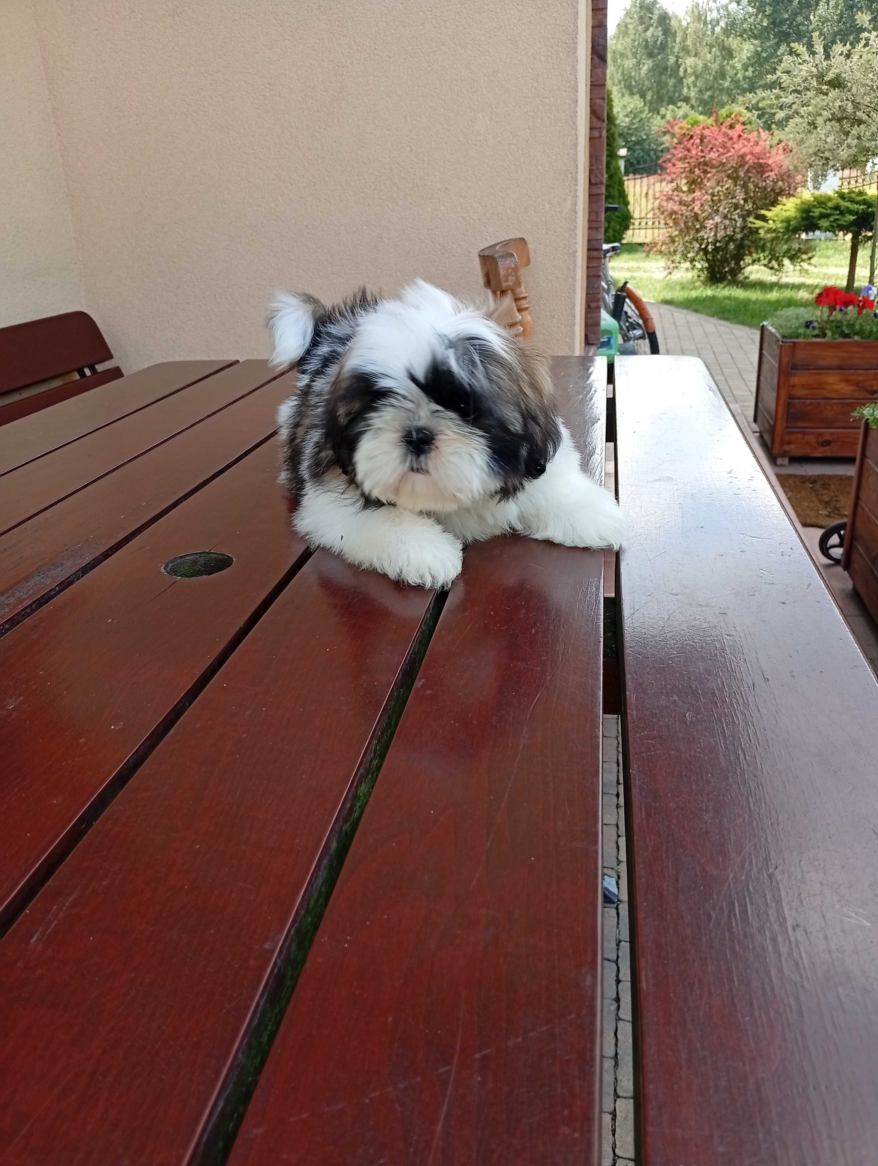 Shih-tzu suczka tricolor