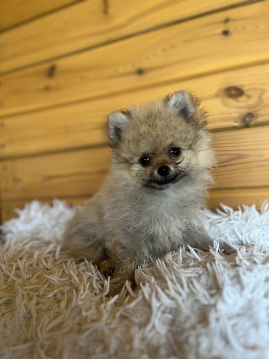Pomeranian Szpic Miniaturowy