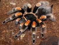 Паук птицеед Brachypelma smithi