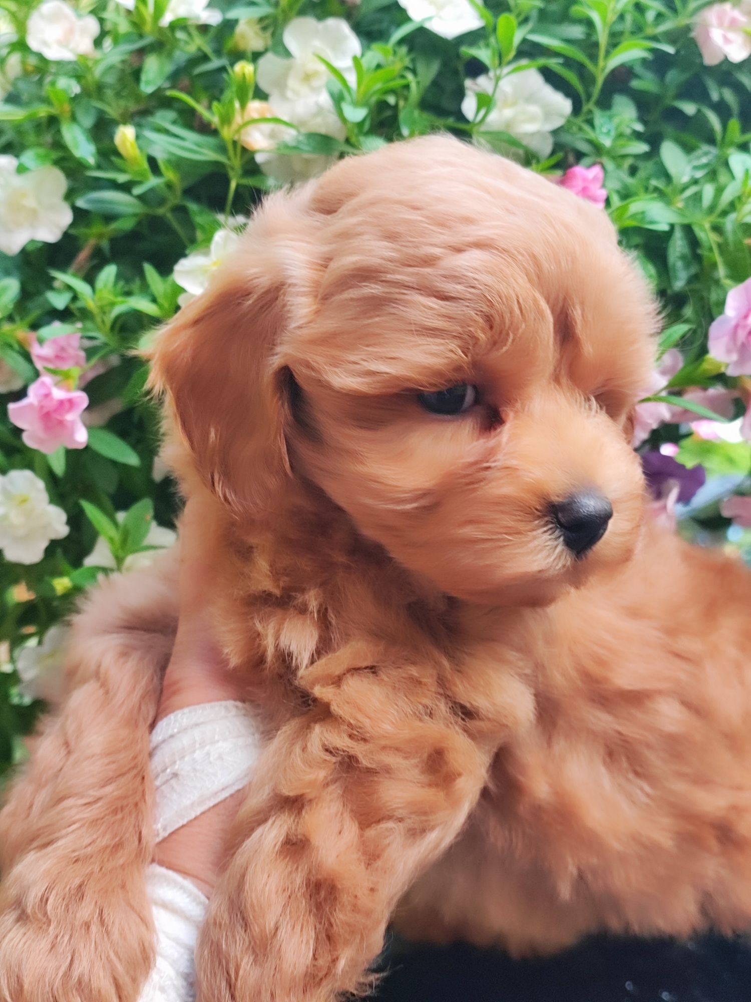 Ruda suczka Maltipoo